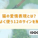 猫の愛情表現とは？猫がよく使う12のサインと正しい応答方法を解説！