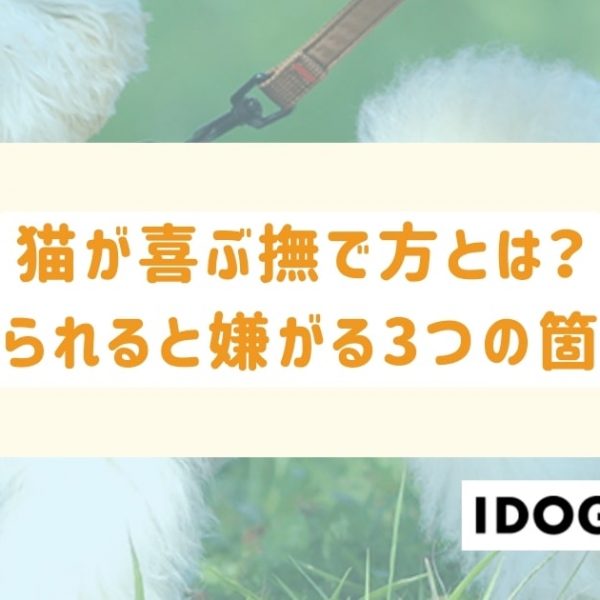 猫が喜ぶ撫で方とは？撫でられると嫌がる3つの箇所も解説！