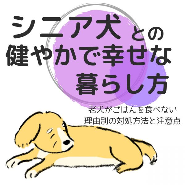 老犬がごはんを食べない〜理由別の対処方法と注意点