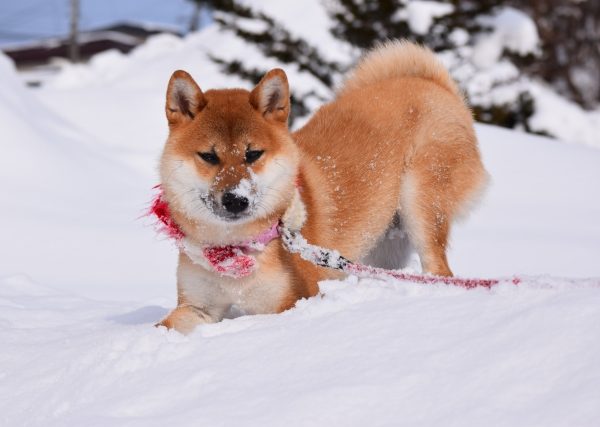 犬と雪遊びする時の注意点とケア方法｜おすすめスノーウェアの紹介も