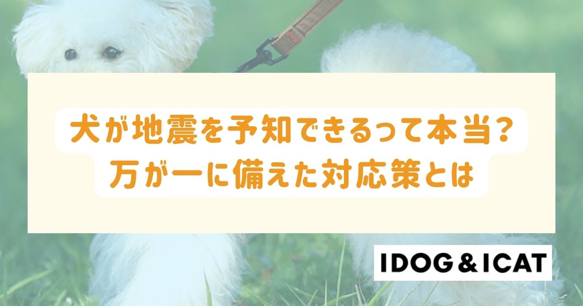 犬が地震を予知できるって本当？万が一に備えた対応策とは