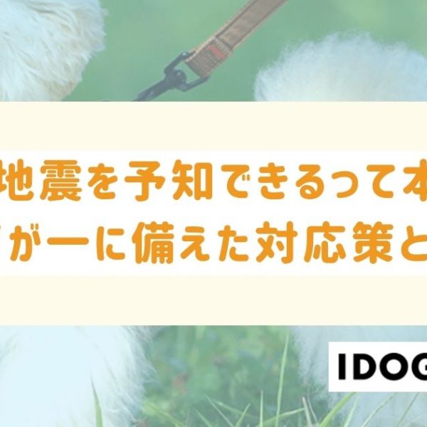 犬が地震を予知できるって本当?万が一に備えた対応策とは