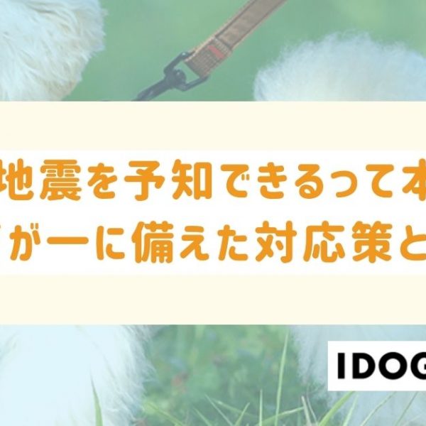 犬が地震を予知できるって本当？万が一に備えた対応策とは