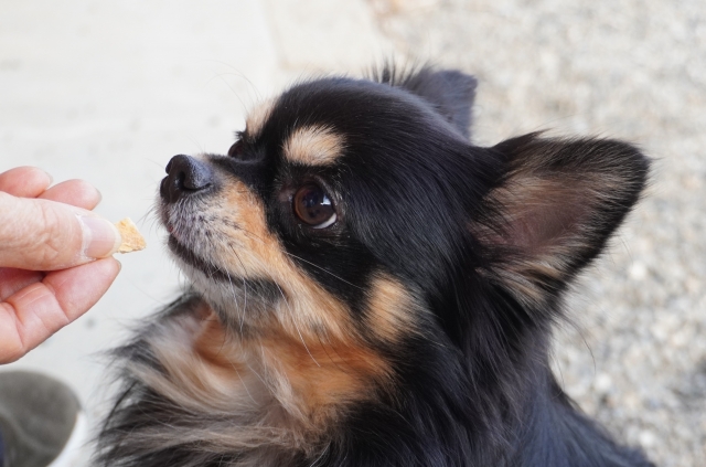 おやつを前によだれを垂らす犬