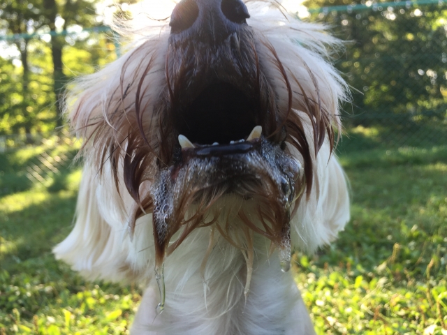 大量のよだれを垂らす犬