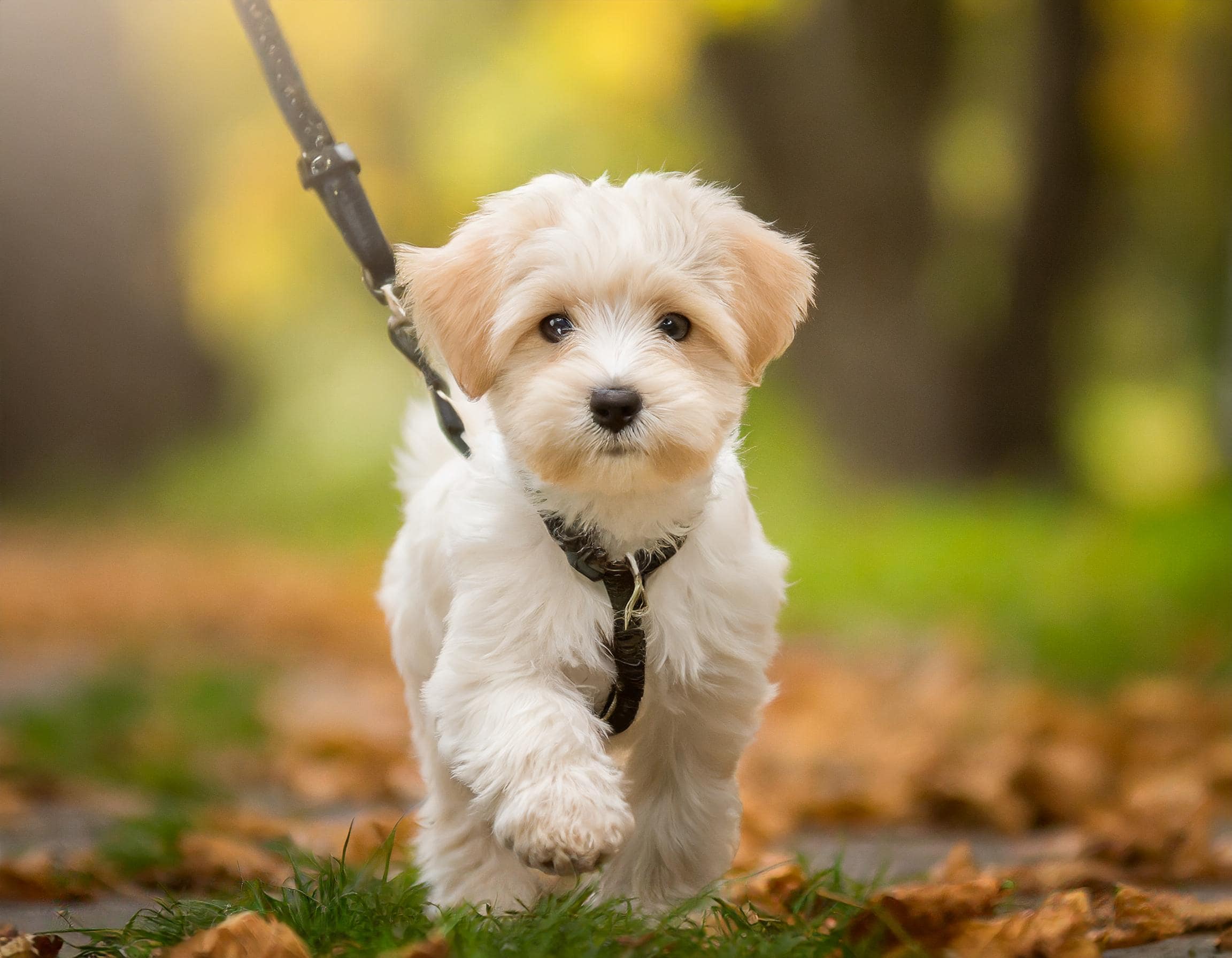 子犬の散歩デビューに向けた準備と注意点