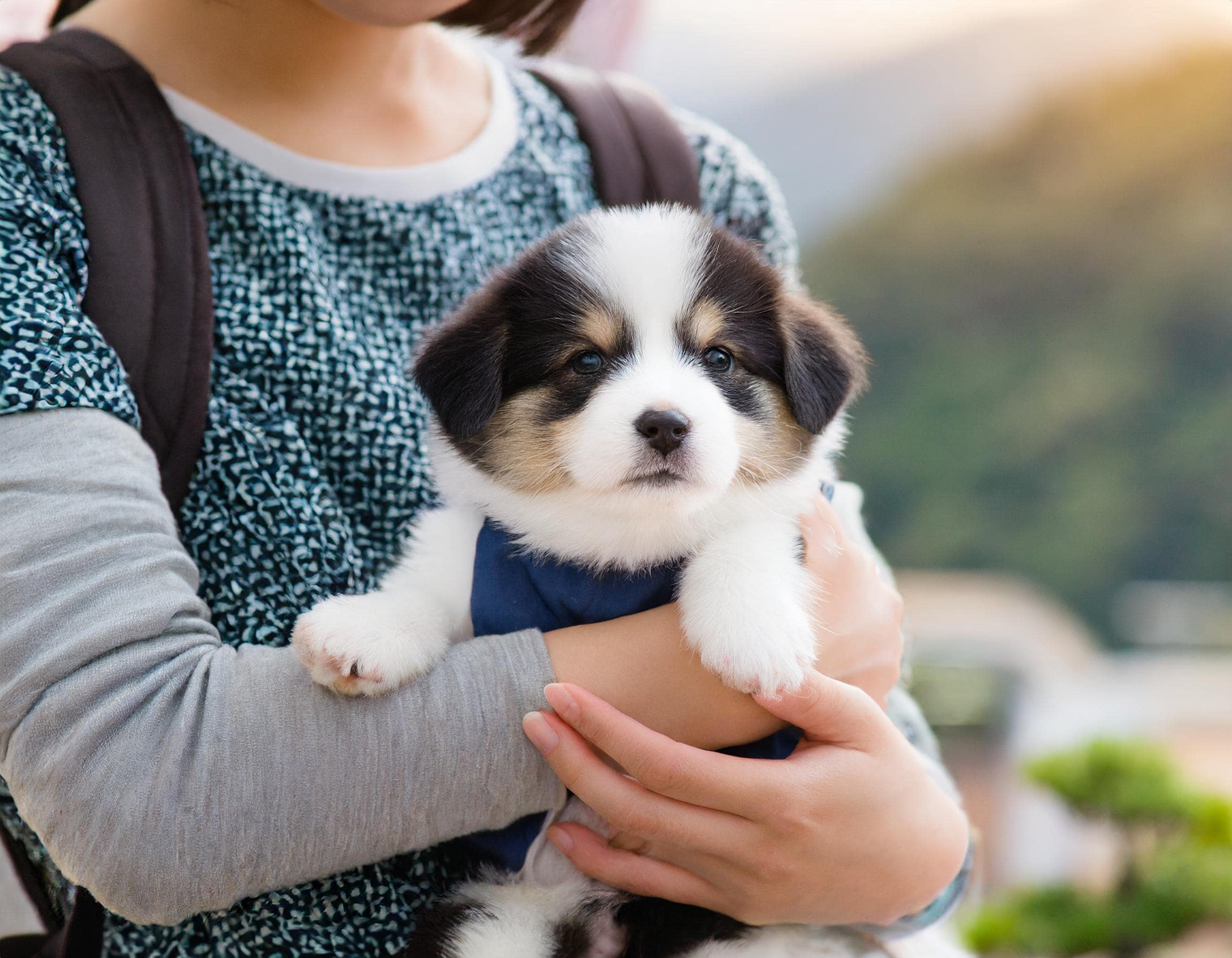 狂犬病ワクチンと散歩デビューのタイミング