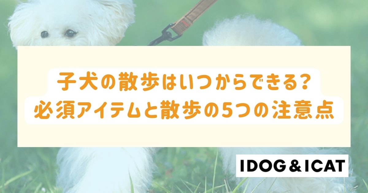 子犬の散歩はいつからできる？必須アイテムと散歩における5つの注意点も