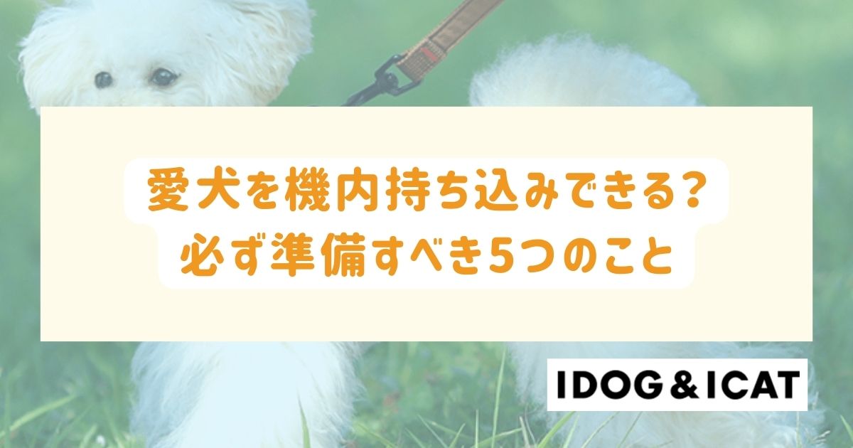 飛行機に愛犬を機内持ち込みできる？必ず準備すべき5つのこと