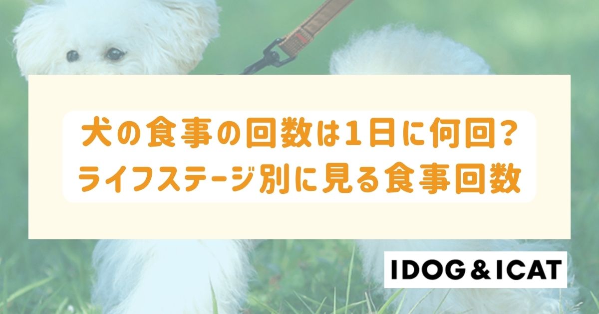 犬の食事の回数は1日に何回？ライフステージ別に見る適切な食事回数