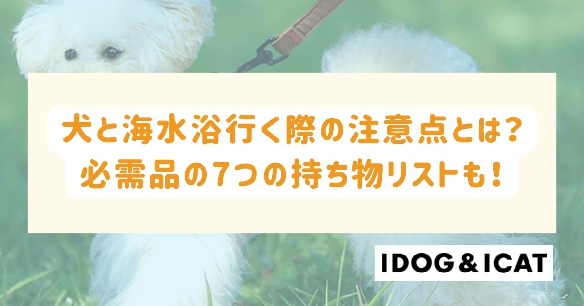 犬と海水浴行く際の注意点とは?必需品の7つの持ち物リストも!