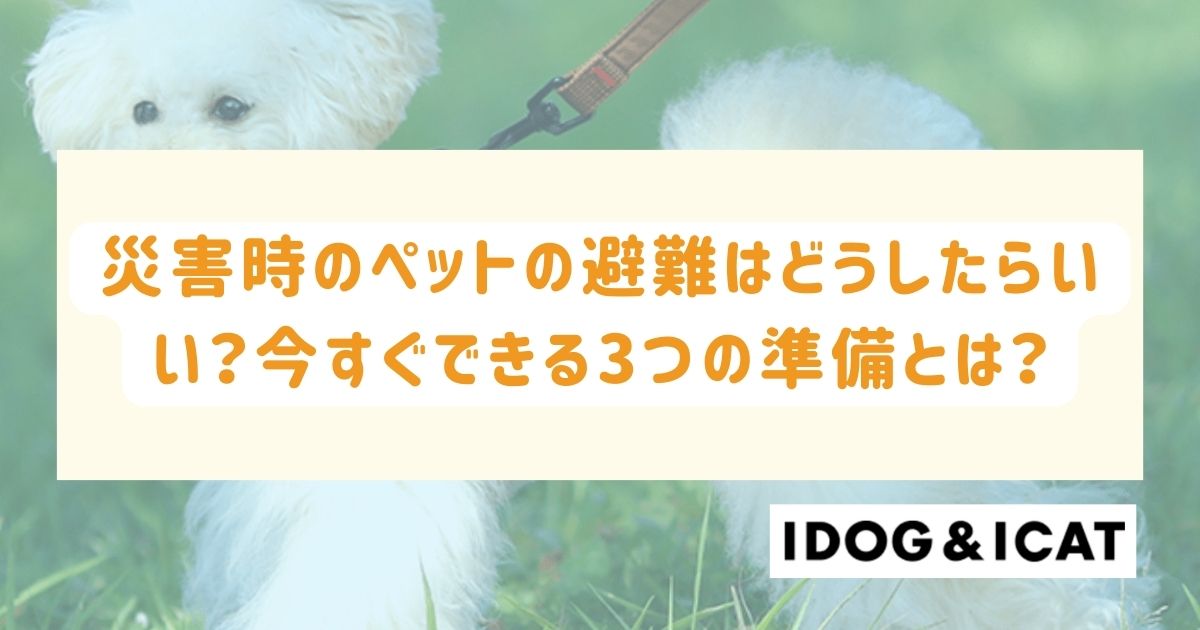 災害時のペットの避難はどうしたらいい?今すぐできる3つの準備とは?
