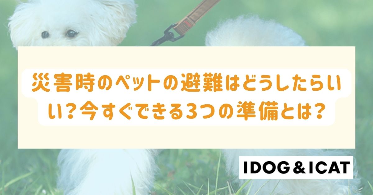 災害時のペットの避難はどうしたらいい？今すぐできる3つの準備とは？