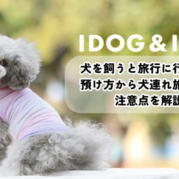 犬を飼うと旅行に行けない？預け方から犬連れ旅のコツ、注意点を解説！