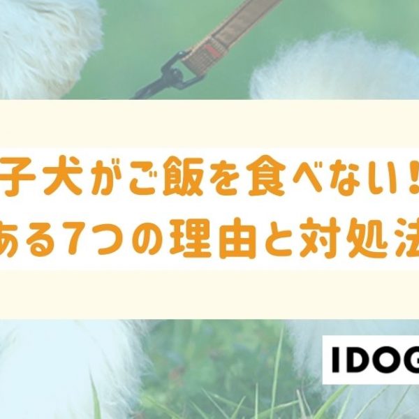 子犬がご飯を食べないよくある7つの理由とは？飼い主が今すぐできる対処法も