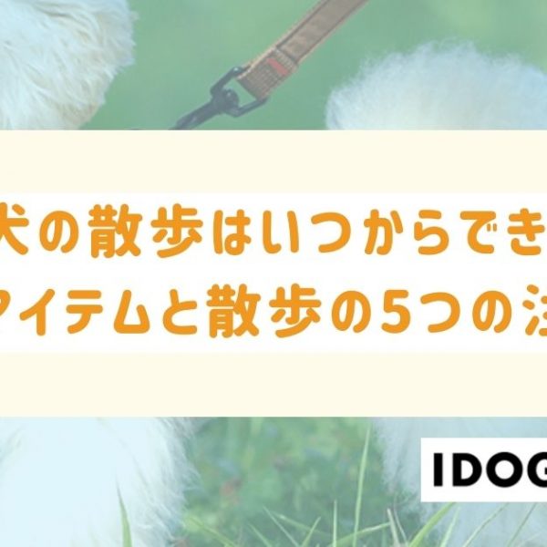 子犬の散歩はいつからできる？必須アイテムと散歩における5つの注意点も