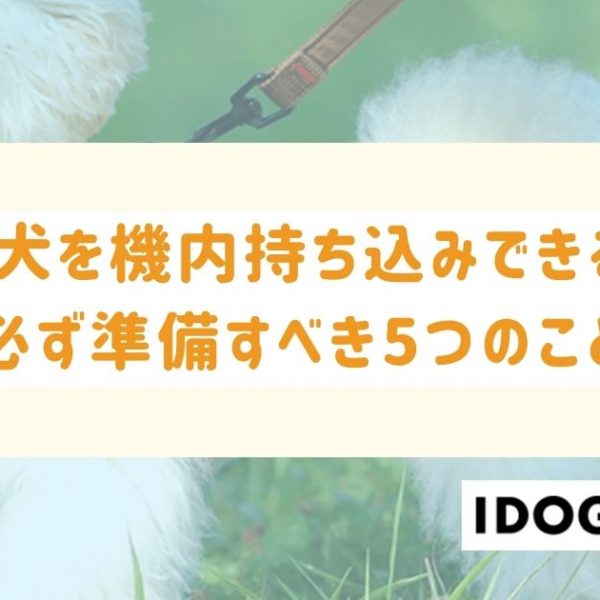 飛行機に愛犬を機内持ち込みできる？必ず準備すべき5つのこと