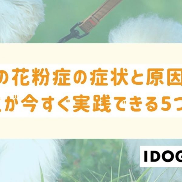 犬の花粉症の症状と原因は？飼い主が今すぐ実践できる5つのこと