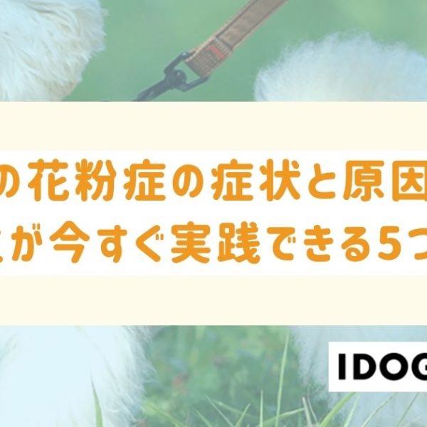 犬の花粉症の症状と原因は？飼い主が今すぐ実践できる5つのこと