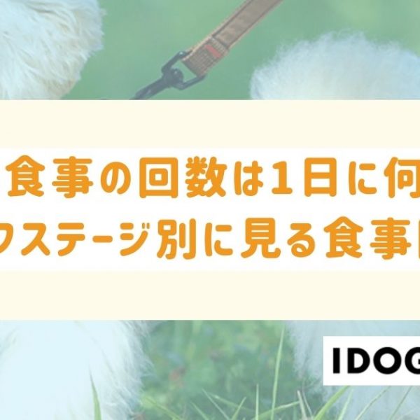 犬の食事の回数は1日に何回？ライフステージ別に見る適切な食事回数