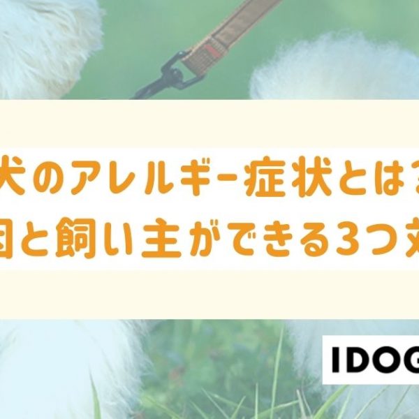 犬のアレルギー症状とは？原因と飼い主ができる3つ対策を解説！