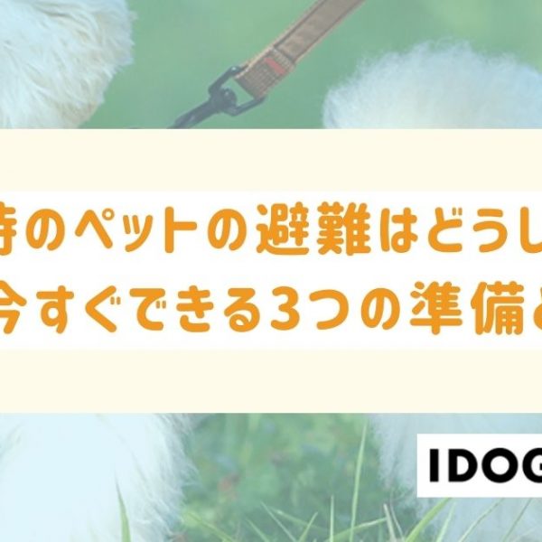 災害時のペットの避難はどうしたらいい？今すぐできる3つの準備とは？