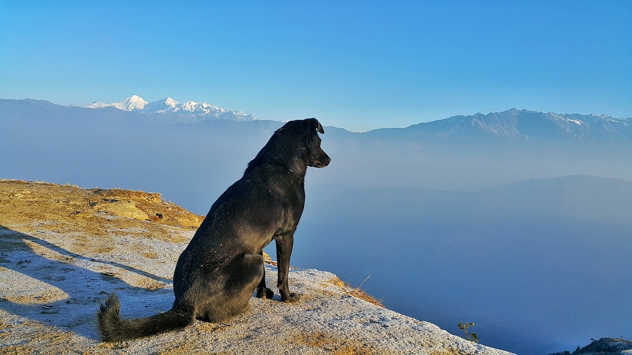 犬を飼うと旅行に行けないと言われる3つの理由とは？
