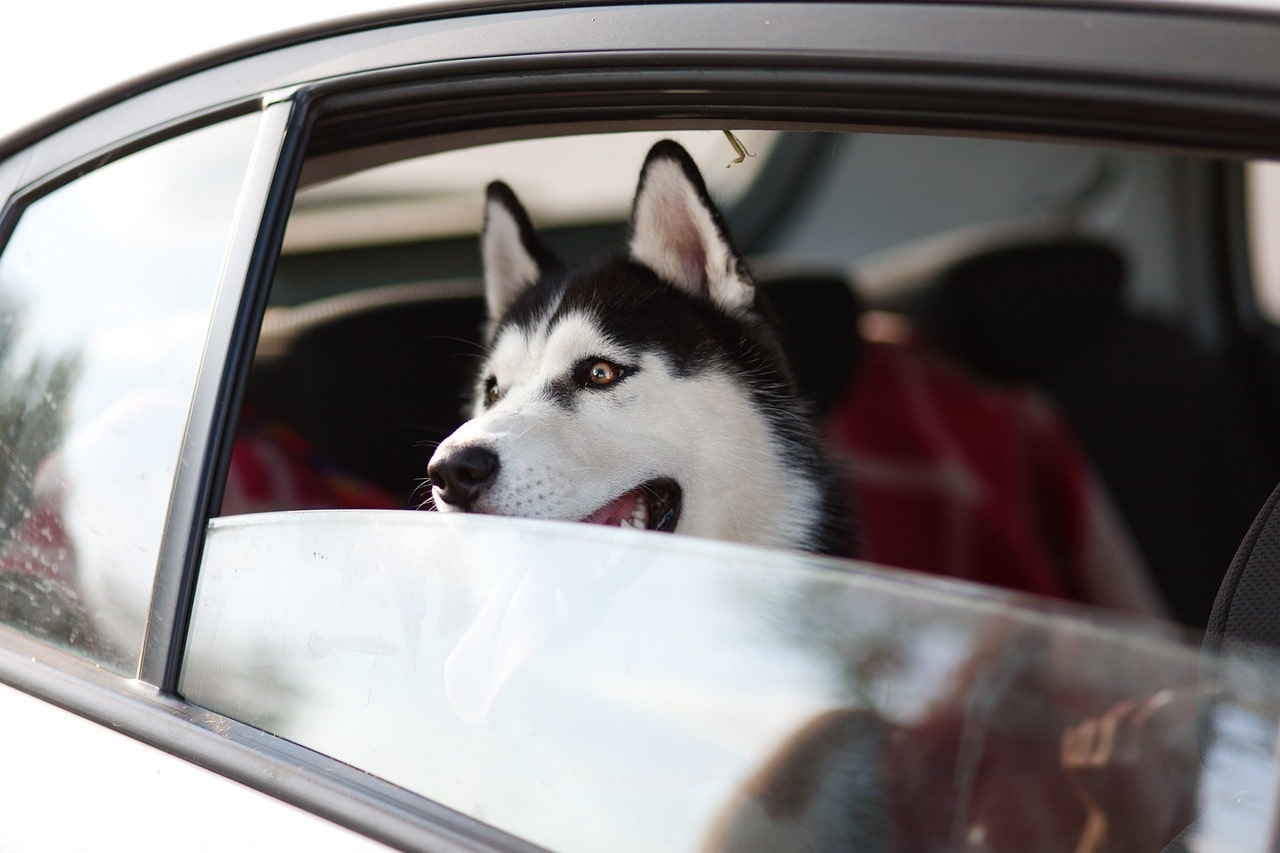 愛犬がいても旅行は楽しめる！主な選択肢は2つ