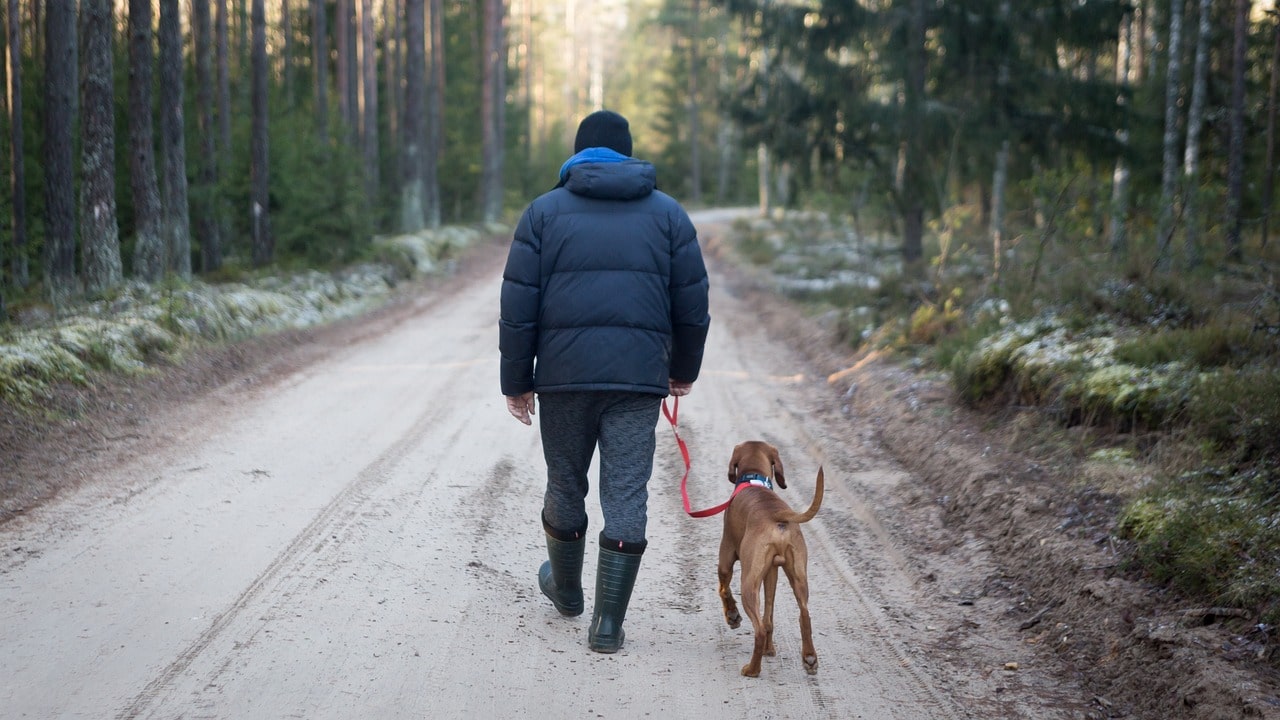 愛犬との旅行を成功させる準備とコツ