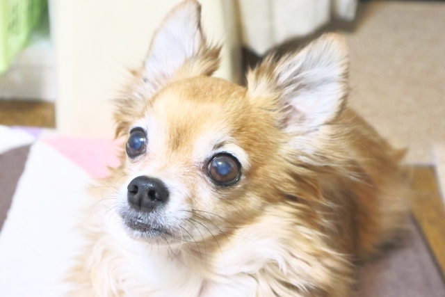 白内障の犬を見分ける