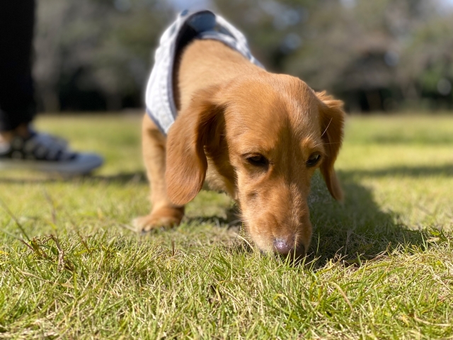 においで記憶を定着させる犬