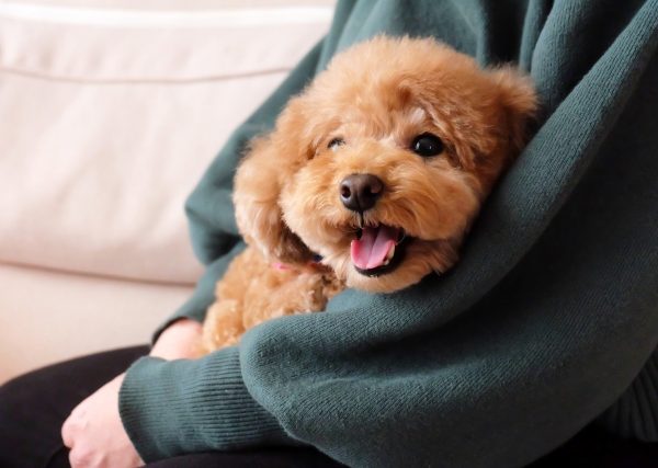 実は子犬時代も憶えている？犬が得意な記憶と苦手な記憶