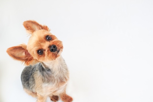 記憶を思い出す犬
