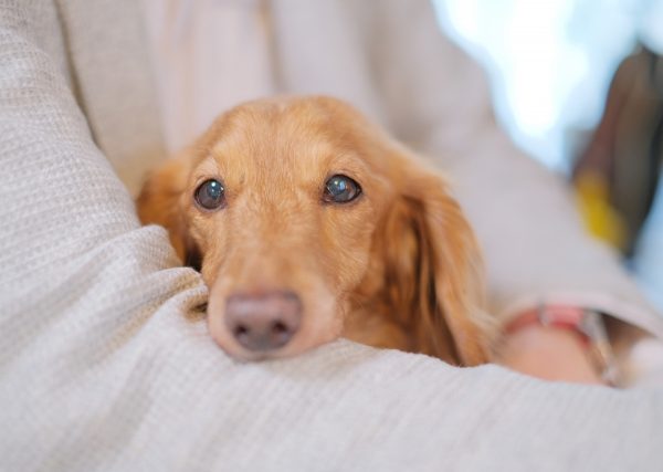 紫外線が原因のこともある？犬の白内障、原因と対策