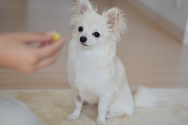 飼い主とのゲームを記憶する犬
