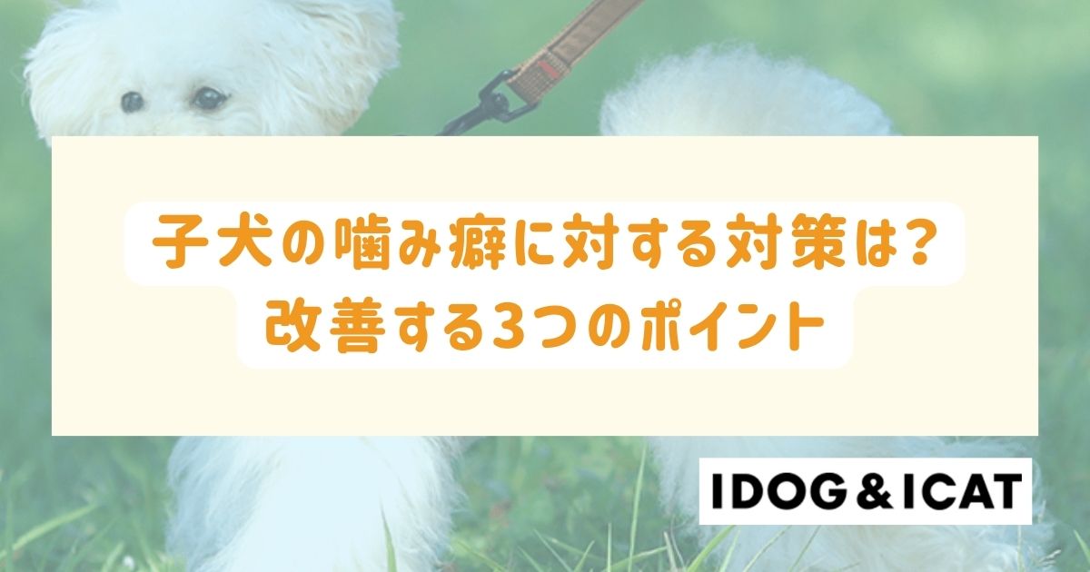 子犬の噛み癖がひどいときはどうしたらいい？改善する3つのポイント