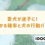愛犬が迷子に！ 見つかる確率と犬の行動パターン
