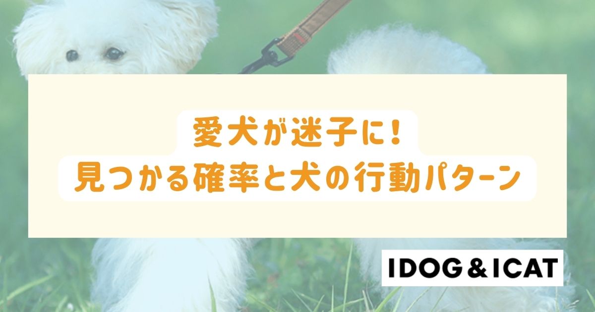 愛犬が迷子に！ 見つかる確率と犬の行動パターン