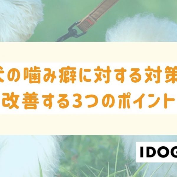 子犬の噛み癖がひどいときはどうしたらいい？改善する3つのポイント