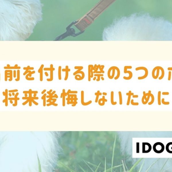 犬の名前を付ける際の5つのポイントとは？将来後悔しないために