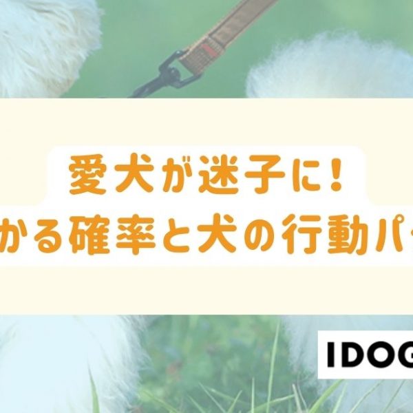 愛犬が迷子に！見つかる確率と犬の行動パターンから見つける方法