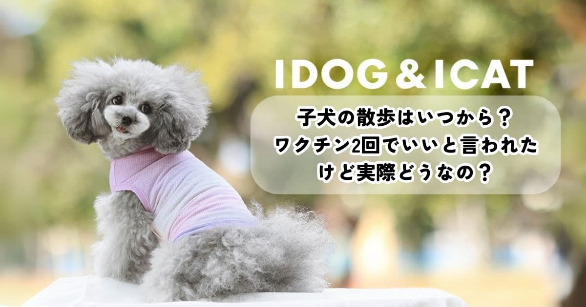 子犬の散歩はいつから?ワクチン2回でいいと言われたけど実際どうなの?