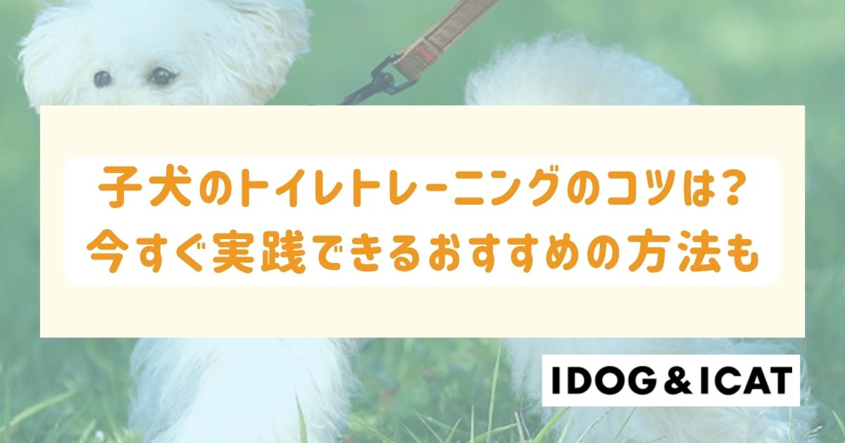 子犬のトイレトレーニングのコツは?今すぐ実践できるおすすめの方法も