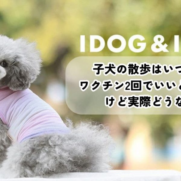 子犬の散歩はいつから？ワクチン2回でいいと言われたけど実際どうなの？