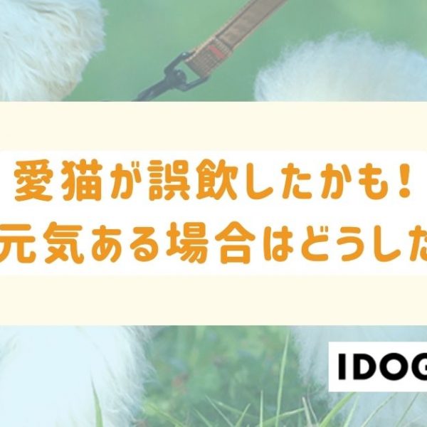 猫が誤飲したかも!でも元気ある場合はどうしたら?対処法とチェックリスト
