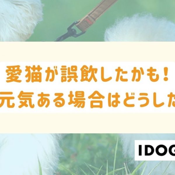 猫が誤飲したかも！でも元気ある場合はどうしたら？対処法とチェックリスト