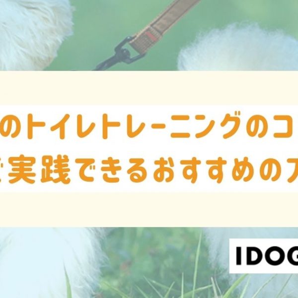 子犬のトイレトレーニングのコツは？今すぐ実践できるおすすめの方法も