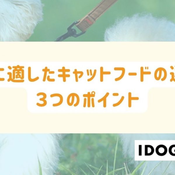 キャットフードの選び方における３つのポイントとは？愛猫に適した栄養バランスを！