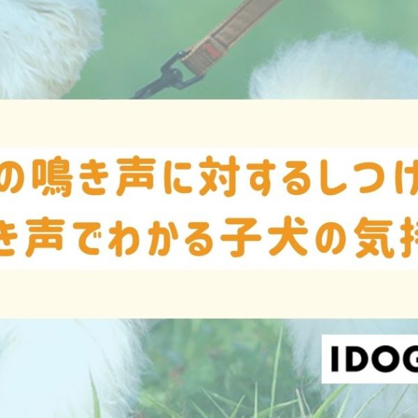 子犬の鳴き声に対するしつけ方法は？鳴き声でわかる子犬の気持ち