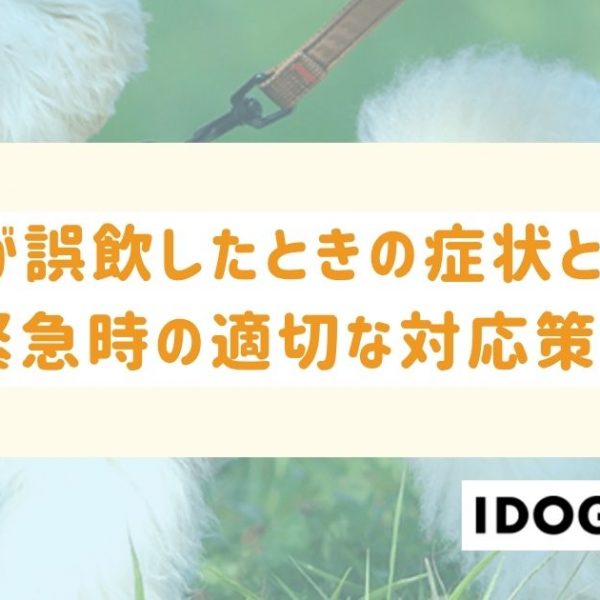 犬が誤飲したときの症状とは？緊急時における飼い主の適切な対応策も
